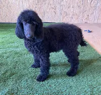 Polly, a female Poodle - Standard  for sale in Quarryville, PA – Photo 3 of 5