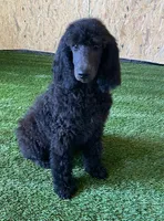 Polly, a female Poodle - Standard  for sale in Quarryville, PA – Photo 2 of 5