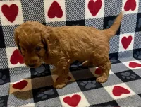 Teddy, a male Irish Doodle for sale in Quarryville, PA – Photo 4 of 4
