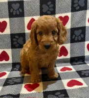 Teddy, a male Irish Doodle for sale in Quarryville, PA – Photo 3 of 4