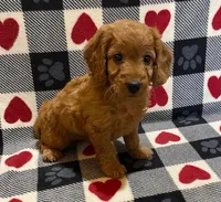 Teddy, a male Irish Doodle for sale in Quarryville, PA – Photo 2 of 4