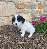 Dolly, a female Fox Terrier and Maltipoo for sale in Quarryville, PA – 3 of 3