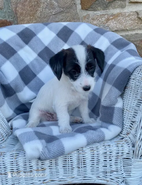 Dolly – Fox Terrier, Maltipoo puppy for sale in Quarryville, PA