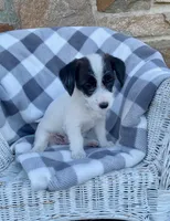 Dolly, a female Fox Terrier and Maltipoo for sale in Quarryville, PA – 1 of 3
