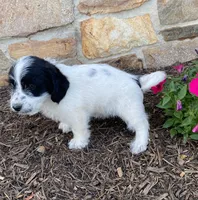 Duncan, a male Fox Terrier and Maltipoo for sale in Quarryville, PA – 2 of 3