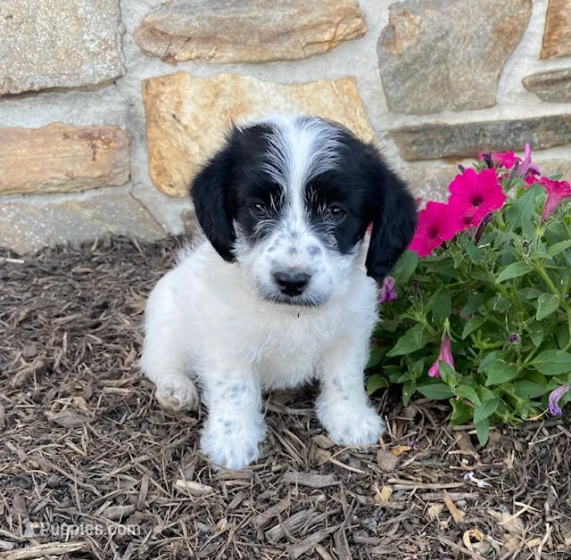 Duncan – Fox Terrier, Maltipoo puppy for sale in Quarryville, PA