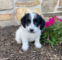 Duncan, a male Fox Terrier and Maltipoo for sale in Quarryville, PA – 1 of 3