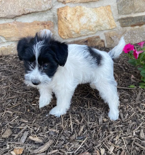 Daisy – Fox Terrier, Maltipoo puppy for sale in Quarryville, PA
