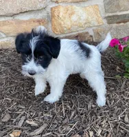 Daisy, a female Fox Terrier and Maltipoo for sale in Quarryville, PA – 1 of 3