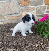 Dolly, a female Fox Terrier and Maltipoo for sale in Quarryville, PA – 2 of 3