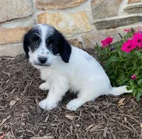 Duncan, a male Fox Terrier and Maltipoo for sale in Quarryville, PA – 3 of 3