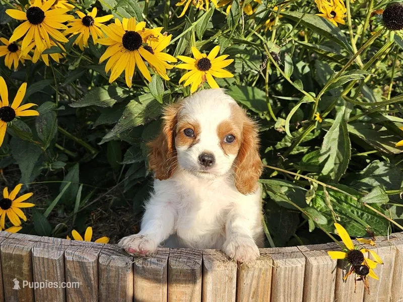 Rocky – Cavalier King Charles Spaniel puppy for sale in Memphis, MO