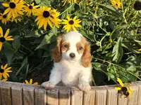 Rocky, a male Cavalier King Charles Spaniel for sale in Memphis, MO – 1 of 1