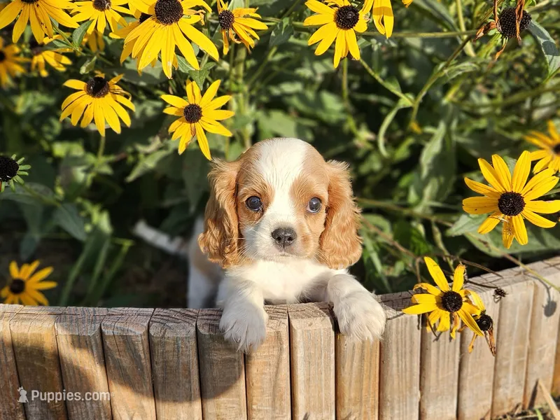 Star – Cavalier King Charles Spaniel puppy for sale in Memphis, MO