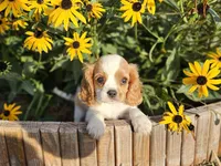 Star, a male Cavalier King Charles Spaniel for sale in Memphis, MO – 1 of 1