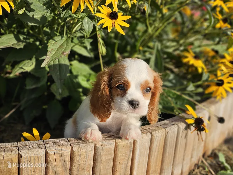 Peanut – Cavalier King Charles Spaniel puppy for sale in Memphis, MO