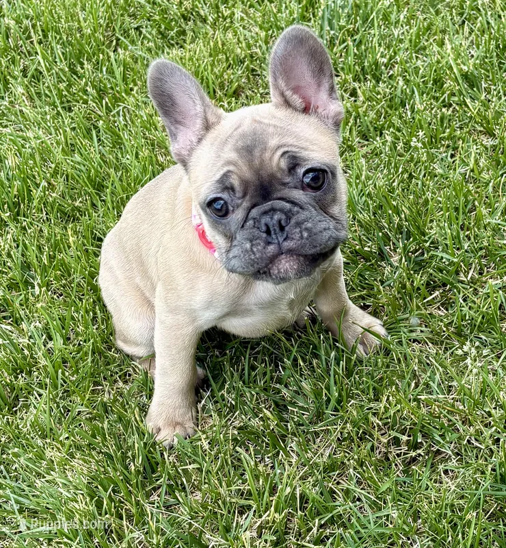 Koda – French Bulldog puppy for sale in Amarillo, TX