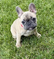 Koda, a female French Bulldog for sale in Amarillo, TX – 1 of 7
