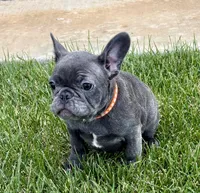 Cricket , a male French Bulldog for sale in Amarillo, TX – 2 of 8