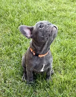 Cricket , a male French Bulldog for sale in Amarillo, TX – 4 of 8