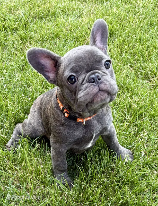 Cricket  – French Bulldog puppy for sale in Amarillo, TX