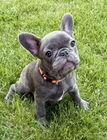 Cricket , a male French Bulldog for sale in Amarillo, TX – 1 of 8