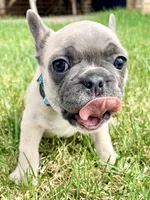 SOLD “Dozer” SOLD, a male French Bulldog for sale in Amarillo, TX – 7 of 10