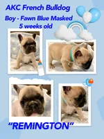 Remington, a male French Bulldog for sale in Amarillo, TX – Photo 4 of 7
