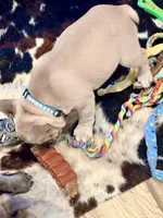 SOLD “Dozer” SOLD, a male French Bulldog for sale in Amarillo, TX – 5 of 10