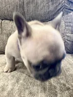Remington, a male French Bulldog for sale in Amarillo, TX – Photo 6 of 7
