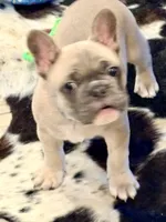 SOLD “Dozer” SOLD, a male French Bulldog for sale in Amarillo, TX – 4 of 10