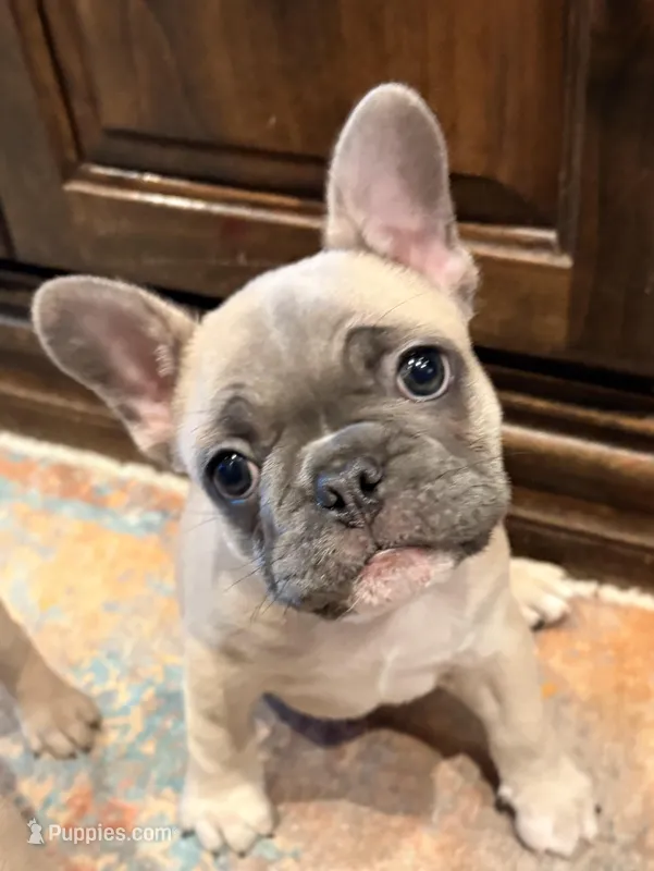 Dozer – French Bulldog puppy for sale in Amarillo, TX
