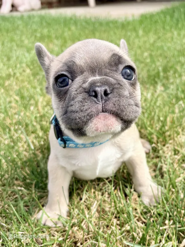 Dozer – French Bulldog puppy for sale in Amarillo, TX