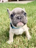 SOLD “Dozer” SOLD, a male French Bulldog for sale in Amarillo, TX – 6 of 10