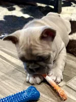 Remington, a male French Bulldog for sale in Amarillo, TX – Photo 5 of 7