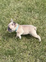 SOLD “Dozer” SOLD, a male French Bulldog for sale in Amarillo, TX – 9 of 10