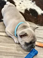 Remington, a male French Bulldog for sale in Amarillo, TX – Photo 7 of 7