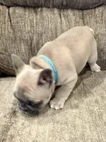 Remington, a male French Bulldog for sale in Amarillo, TX – Photo 3 of 7