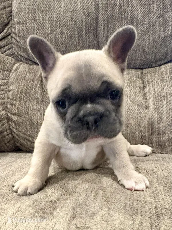Remington – French Bulldog puppy for sale in Amarillo, TX