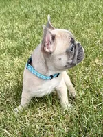 SOLD “Dozer” SOLD, a male French Bulldog for sale in Amarillo, TX – 8 of 10