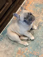 SOLD “Dozer” SOLD, a male French Bulldog for sale in Amarillo, TX – 3 of 10
