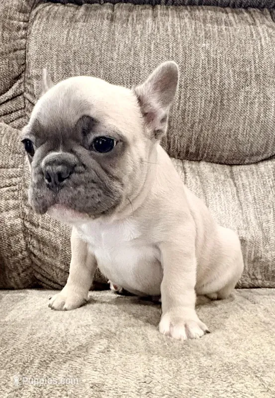 Dozer – French Bulldog puppy for sale in Amarillo, TX