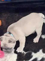 SOLD “Dozer” SOLD, a male French Bulldog for sale in Amarillo, TX – 2 of 10