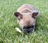 *SOLD* Rocket *SOLD*, a male French Bulldog for sale in Amarillo, TX – 3 of 7