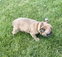*SOLD* Rocket *SOLD*, a male French Bulldog for sale in Amarillo, TX – 7 of 7