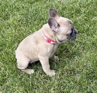 Koda, a female French Bulldog for sale in Amarillo, TX – 4 of 7