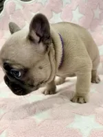 Roxy, a female French Bulldog for sale in Amarillo, TX – Photo 5 of 7