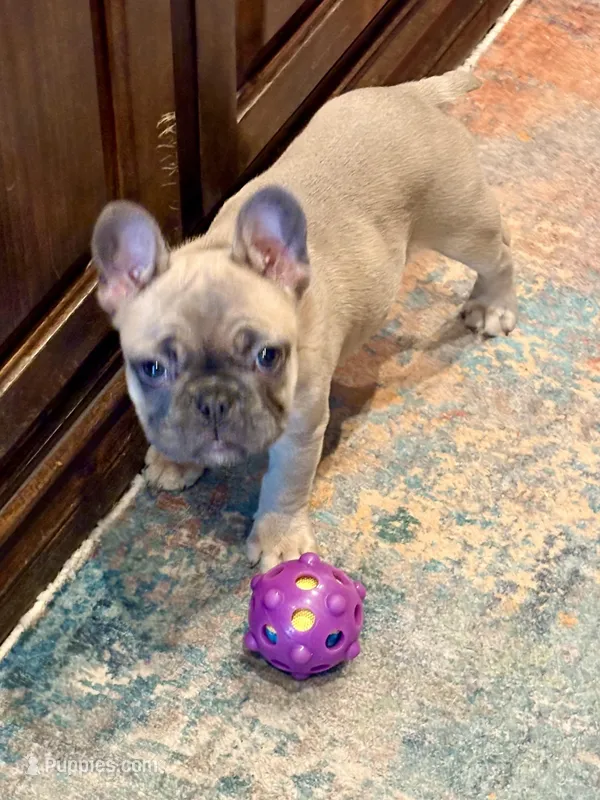 Koda – French Bulldog puppy for sale in Amarillo, TX