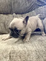 Roxy, a female French Bulldog for sale in Amarillo, TX – Photo 6 of 7