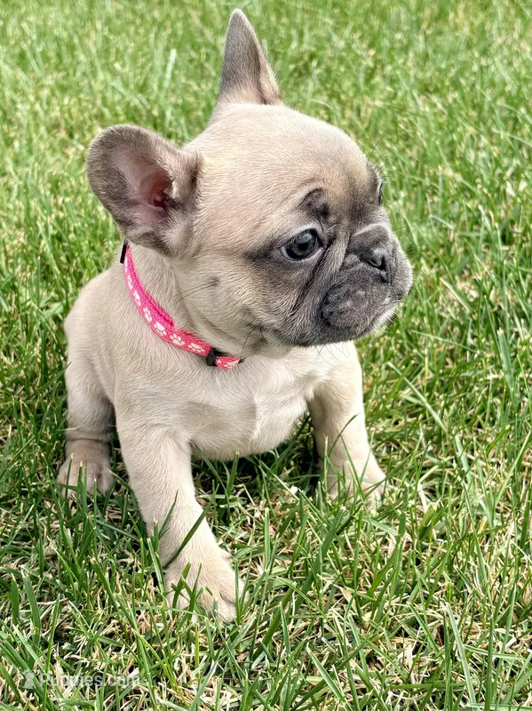 Koda – French Bulldog puppy for sale in Amarillo, TX